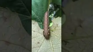 #short#grapes#insect#worm🐛