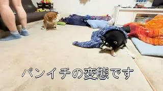 あるじの帰還を待ち伏せ&hellip;悪魔ゴキブリ、まさかの乱入！