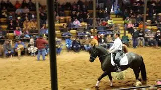 Friesian Mare at Dixie Horse Auction Fall 2014