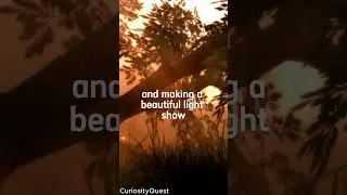 The Synchronized Dance of Fireflies
