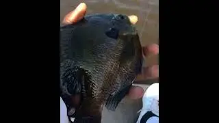 Catching #Crappie,  #crappiefishing #bream  crappie fishing  - Kate Adam&rsquo;s Lake in Arkansas City AR