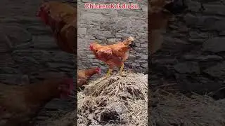 Murga #2pahadi #shorts #uttarakhand #chicken #desimurgi