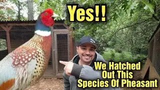Ring Necked Pheasant Chicks and Grub Terra Review