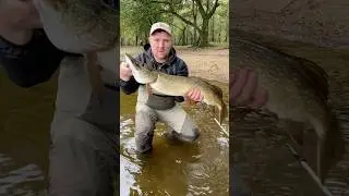 Scottish Pike 🐊!! #fishing #lochlomond #fish #lurefishing #shorts #fyp #fishingvideo #pikefishing