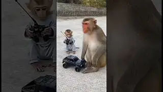 Baby Monkey Funny Video || TDR || #monkey #cute #babymonkey #shorts