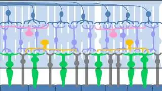 Retinal Cells & Layers   Part 1 of a Patient's Description of the Retina   YouTube