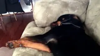 Rottweiler puppy snoring #Pepper