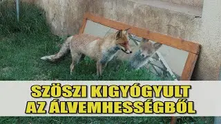 Szöszi róka - KIGYÓGYULT AZ ÁLVEMHESSÉGBŐL