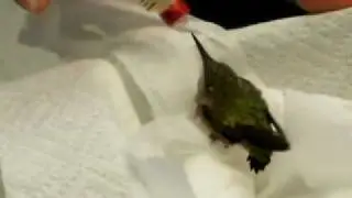 Ruby Throated Hummingbird Fledgling- Wild Bird Rehab