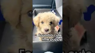 Welcome,little angel-Lucky🥰 #puppy #fuamey #cutepuppy #funny #cutepet #cute #sadpuppy #saved #dogs