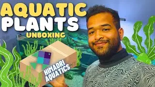Buy Aquatic plants online || planted aquarium || Unboxing Plants
