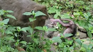 Mommy monkey Jinx allow baby monkey learning to walk for first time💗🐒😂