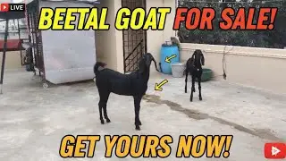 Premium Beetal Goats for Sale in Bangalore | Weight, High & Breeding Quality