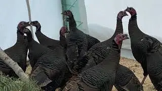 Wild turkeys find new home in Alberta