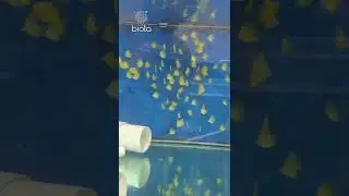 yellow tang July 22