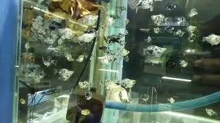 ikan moli balon marble