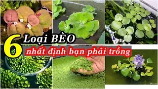 6 Types of Aquatic Plants You Must Grow for Your Fish!