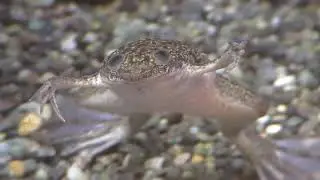 African clawed frog (Adachi Park of Living Things, Tokyo, Japan) May 5, 2018