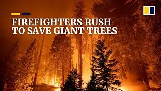 California’s giant sequoia trees in the path of danger as wildfires spread