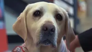 TRU Wellness -  St. John Ambulance Therapy Dogs