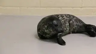 Harbor Seal Pup Born at Blank Park Zoo