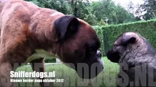 Tuur en de Herderpups.m4v