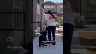 Reactive Dog Before V After Training