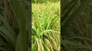 The golden ripe rice fields are so beautiful/ ready to harvest👌