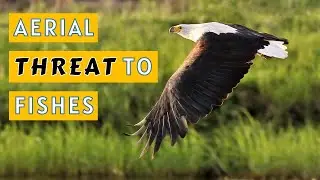 African Fish Eagle l Facts, Classification, and Habitat