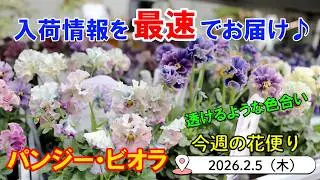 今週の花便 #166 【2026.2.5】透けるような色合いのパンジー・ビオラ♪ フクシア・レースラベンダー等も【入荷情報を最速でお届け!!】