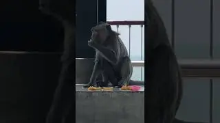 #monkey #eating #bangsaen #monkeymountain #khaosammuk #music by #jeremyferrick