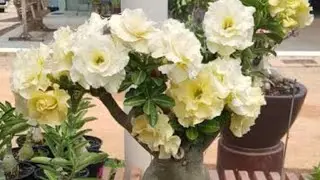 CHEGOU A MINHA MATRIZ DA ROSA DO DESERTO BRIDAL BUQUET