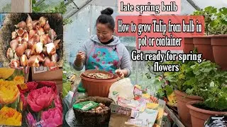 Late spring bulb#How to grow Tulip from bulb in pot or container#Nepaligardenuk#Tulip