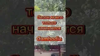 Манговый сезон #русскиевкамбодже #камбоджа #mango #fruit #streetfood #cambodia #cambodialife