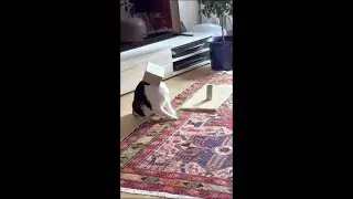 Katze versucht an seine Leckerlis rankommen