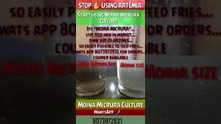 Moina Micrura Culture available  