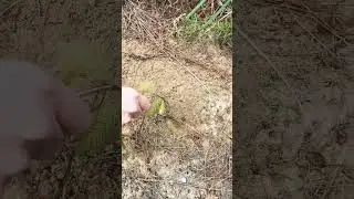 Gator Hunting