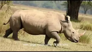 Five  largest (heaviest/massive) land animals currently living on Earth