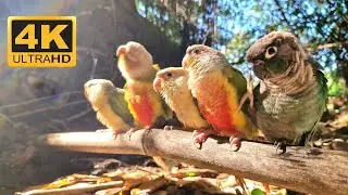 Morning sunlight is good for birds. Pineapple conure, Blue conure, video for birds relax. 