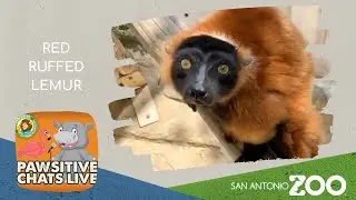 Pawsitive Animal Chats - Red Ruffed Lemur