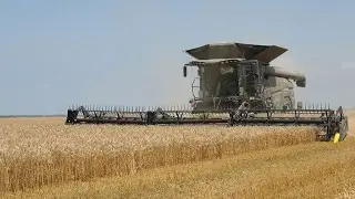 U Slavoniji počela žetva p&scaron;enice