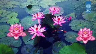 Rang Birange Phool Hindi Song
