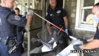 Canarsie senior found dead, guarded by 4 large dogs
