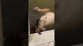 Capis ba&ntilde;&aacute;ndose#capybara #capibara #carpincho #EliteBara