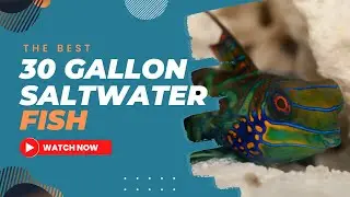 The Best Saltwater Fish for a 30 Gallon Tank
