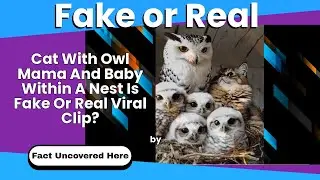 Cat With Owl Mama And Baby Within A Nest Is Fake Or Real Viral Clip?