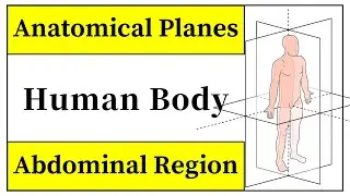 Anatomical Planes Of The Body In Urdu || Abdominal Region Anatomy In Hindi