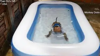 Wow Dodo Surprise Got New Pool From His Fan In USA, Dodo Happy And Love To Swim