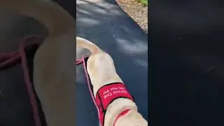 Service dog in training Perry practicing his fetch skills! #shorts #servicedogintraining #package