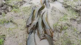 Fishing in the Mud from the Village Pond Fishing Video Part 2